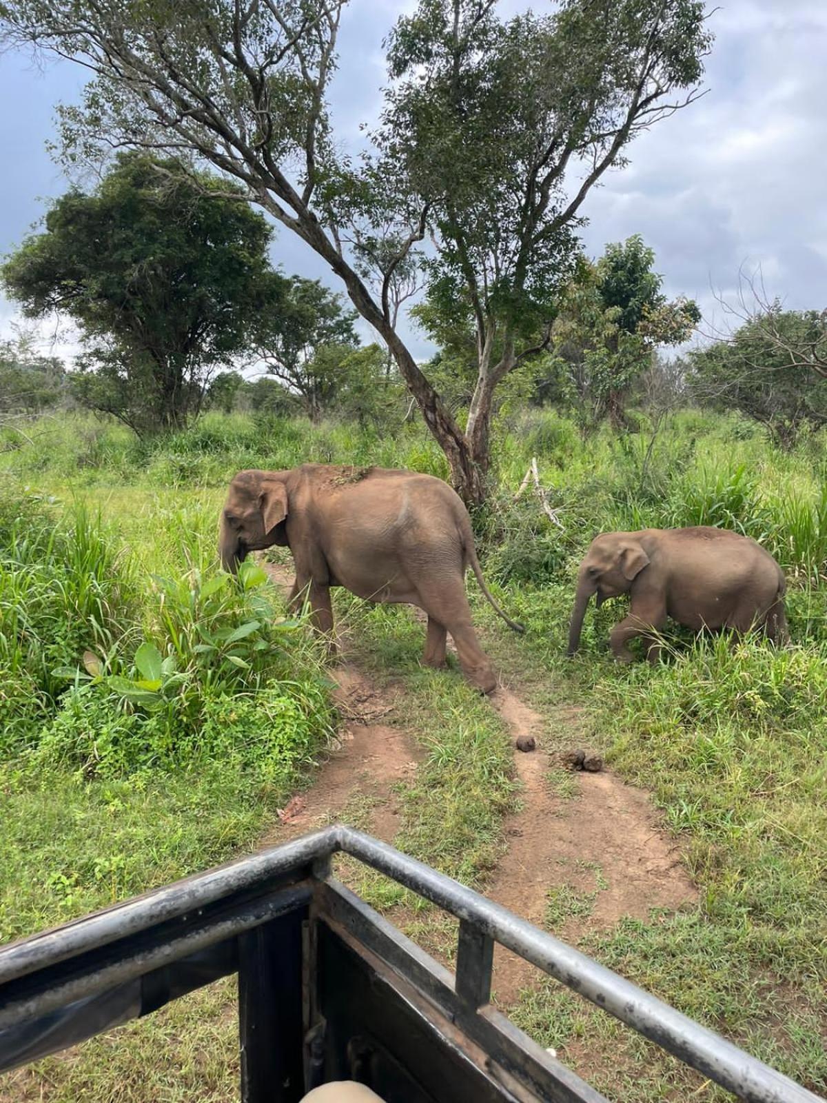 Elephant Safari Lodge Sigiriya Junction Habarana Ngoại thất bức ảnh